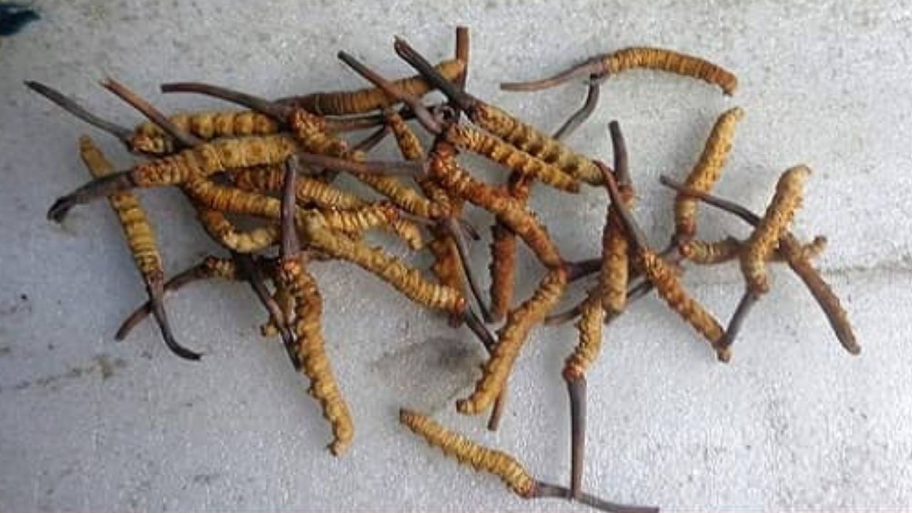 Nepal's Himalayan Viagra Yarsagumba Benefits (6)