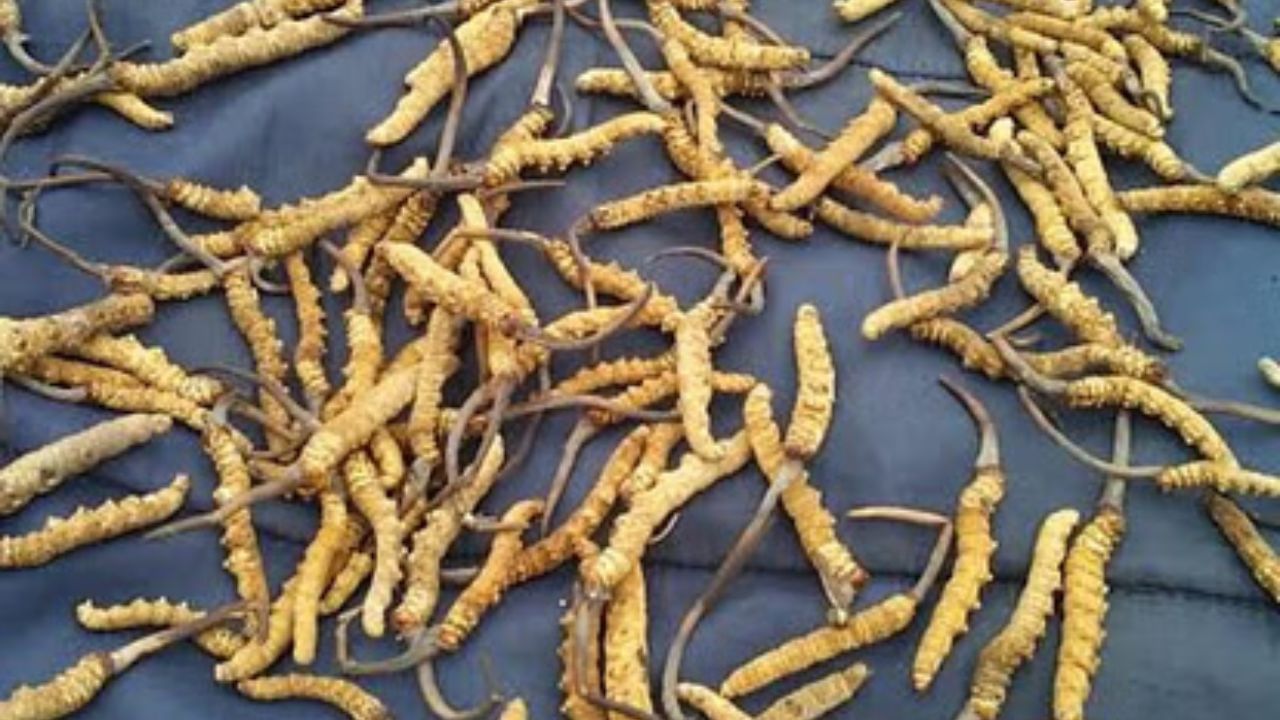 Nepal's Himalayan Viagra Yarsagumba Benefits (7)