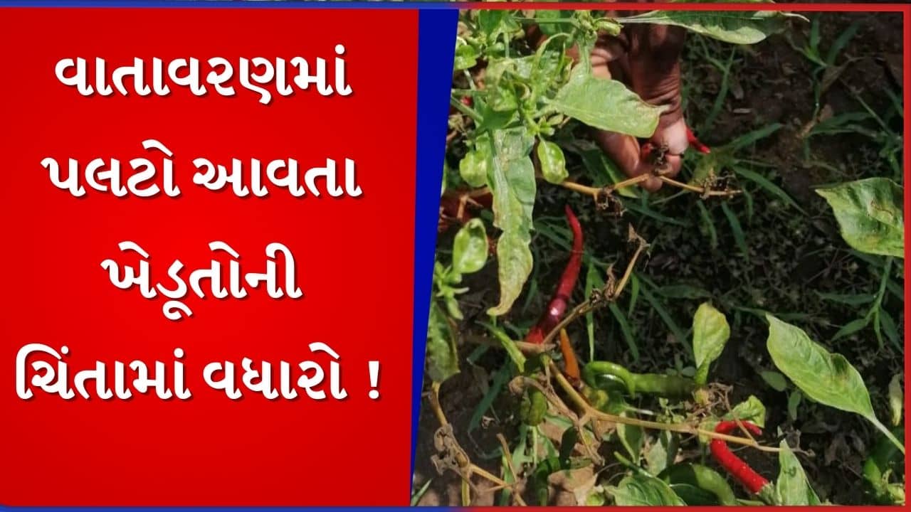 Rajkot : ધોરાજી પંથકમાં વાતાવરણમાં પલટો આવતા ખેડૂતોની ચિંતા વધી, તુવેર અને મરચાના પાકને નુકસાનની ભીતિ, જુઓ Video