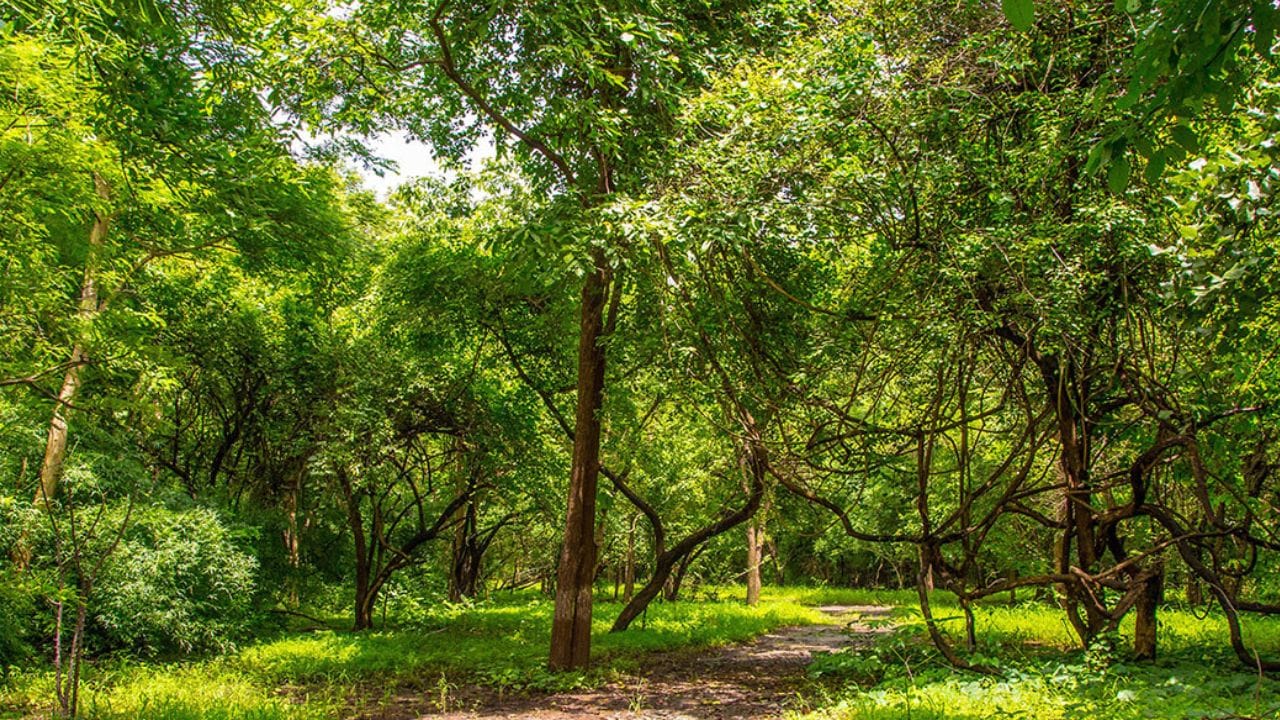 ગિરનાર પહાડ પર હિન્દુ અને જૈન મંદિરો આવેલા છે. હિન્દુઓ માટે સૌથી મહત્વપૂર્ણ તીર્થ સ્થળોમાંથી એક માનવામાં આવે છે. હવે તો ગિરનાર પર જવા માટે રોપવેની સુવિધા પણ છે. ગિરનાર બાદ તમે ભવનાથમાં લીલાછમ જંગલમાં ઠંડીનો અહેસાસ થશે.