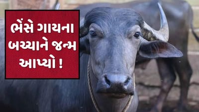 ભેંસે આપ્યો ગાયના બચ્ચાને જન્મ ! નજારો જોઇને માલિક હેરાન, જુઓ Videoમાં પછી શું થયુ