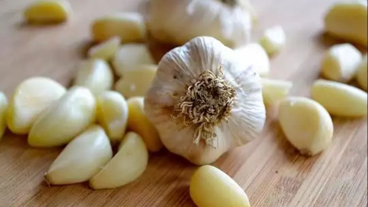 મળતી માહિતી મુજબ, લસણ સામાન્ય રીતે તેની છાલ ઉતાર્યા પછી ખાવામાં આવે છે. ઘણી વાર લોકો લસણ છોલવાનું ભૂલી જાય છે. ઘણીવાર લોકો ઉતાવળમાં લસણને છોલ્યા વિના ખાઈ જાય છે. પણ શું લસણને છોલ્યા વિના ખાવું ઠીક છે? ચાલો જાણીએ કે છાલ વગરનું લસણ ખાવાથી તમારા સ્વાસ્થ્ય માટે કોઈ જોખમ ઊભું થઈ શકે છે કે નહીં તે અંગે નિષ્ણાતો શું વિચારે છે.
