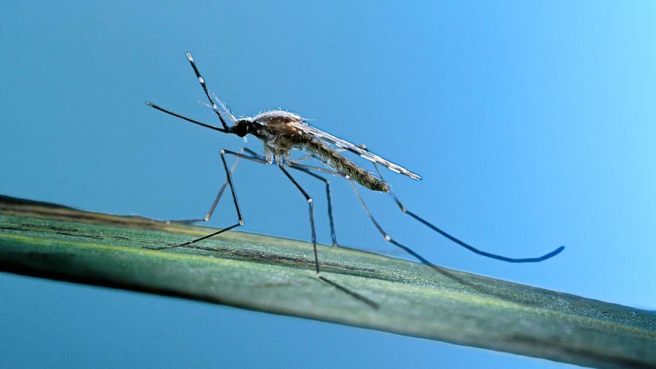 તુલસીનો છોડ અને લીમડાનું તેલ : તમે તમારા ઘરમાં તુલસીનો છોડ રાખી શકો છો. આનાથી મચ્છરો તમારા ઘરમાં પ્રવેશતા અટકશે. મચ્છરોને લીમડાના તેલની તીખી ગંધ પણ ગમતી નથી. આવી સ્થિતિમાં તમે આખા ઘરમાં લીમડાનું તેલ છાંટી શકો છો. તમે આ તેલને સ્પ્રે બોટલમાં ભરીને સ્પ્રે કરી શકો છો.