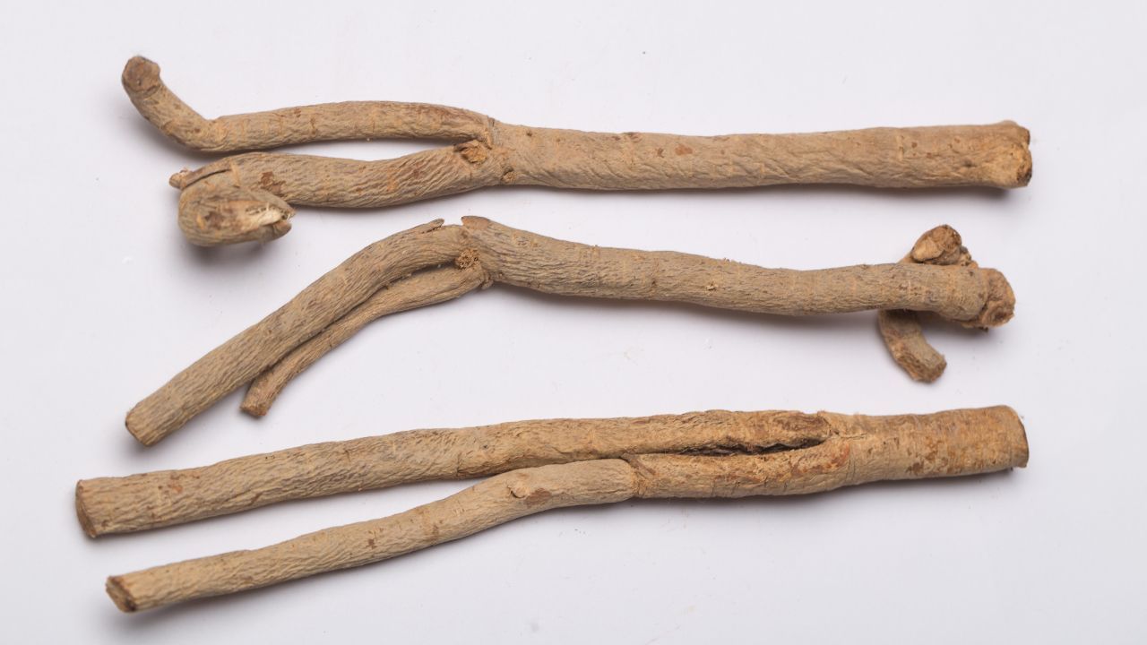 મુલેઠીમાં બળતરા વિરોધી અને બેક્ટેરિયા વિરોધી ગુણધર્મો હોય છે, જે ગળામાં દુખાવો, ઉધરસ અને ગળામાં બળતરા દૂર કરવામાં મદદ કરે છે. તે લાળને પાતળું કરે છે અને ગળામાં રાહત આપે છે. સૂકી ઉધરસના કિસ્સામાં, લોકો ઘણીવાર મુલેઠી અને મધ એકસાથે લે છે. ( Credits: Getty Images ) 