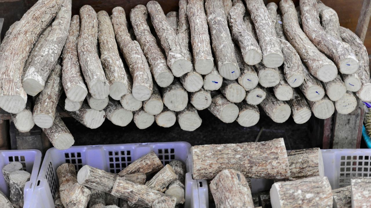 મુલેઠીમાં એન્ટીઑકિસડન્ટ, એન્ટીબેક્ટેરિયલ અને એન્ટિવાયરલ ગુણધર્મો હોય છે, જે શરીરની રોગપ્રતિકારક શક્તિ વધારવામાં મદદરૂપ થાય છે. આ ચેપ અને મોસમી રોગો સામે લડવામાં મદદ કરે છે. તેનો ઉપયોગ મોઢાના ચાંદા મટાડવા માટે પણ થાય છે. ( Credits: Getty Images ) 