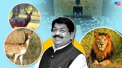 ગીરમાં સિંહોને શિકાર માટે ઉપલબ્ધ પ્રાણીઓની સંખ્યામાં 37 %નો વધારો