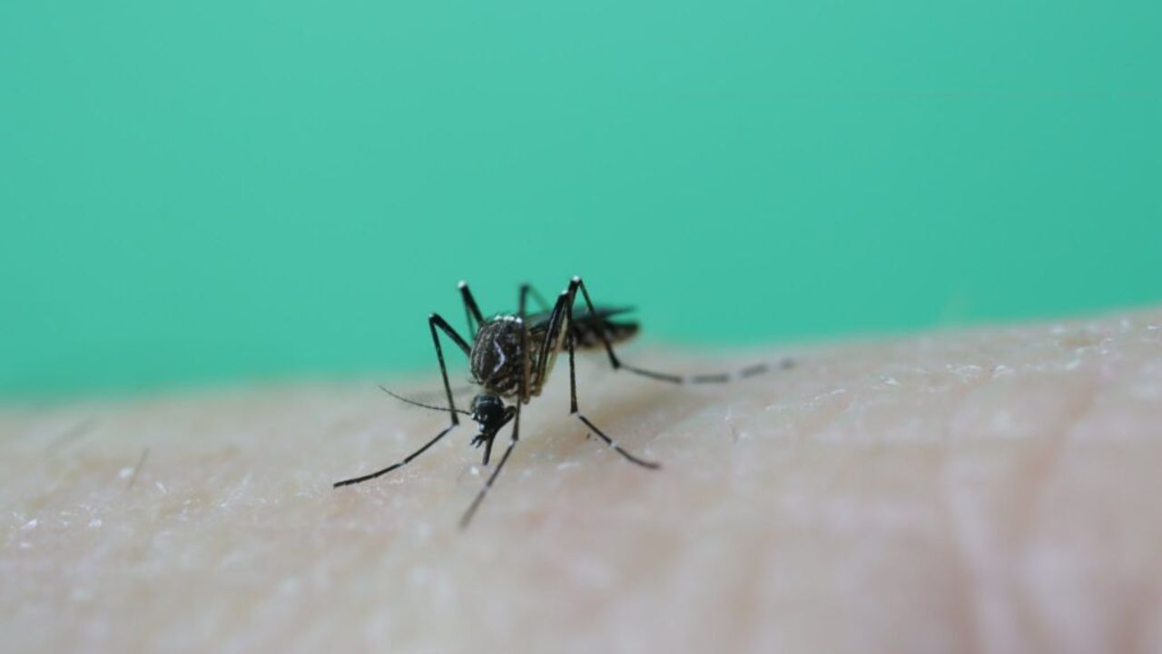 આ વાતો ધ્યાનમાં રાખો : તમે બારીઓ અને દરવાજા પર મચ્છરદાની લગાવી શકો છો. આ ઉપરાંત તમારા ઘરને સાફ રાખો અને જ્યાં પાણી એકઠું થાય છે ત્યાંથી પાણી ખાલી કરો. આ બધી ટિપ્સનું પાલન કરીને તમે સરળતાથી તમારા ઘરમાંથી મચ્છરોને દૂર કરી શકો છો.