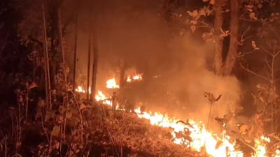 Panchmahal : હાલોલના ભાટ ગામના જંગલ વિસ્તારમાં લાગી ભીષણ આગ, જુઓ Video