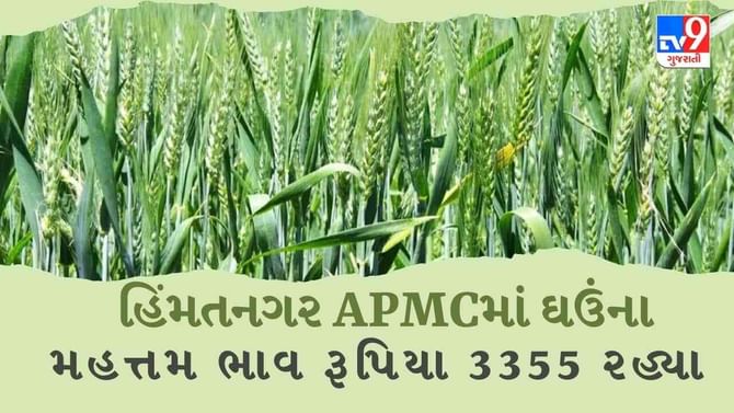 APMC Market Rates : હિમતનગર APMCમાં ઘઉંના મહત્તમ ભાવ રૂપિયા 3355 રહ્યા