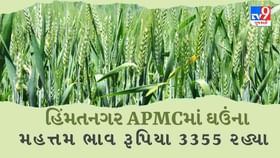 APMC Market Rates : હિમતનગર APMCમાં ઘઉંના મહત્તમ ભાવ રૂપિયા 3355 રહ્યા APMC Market Rates : હિમતનગર APMCમાં ઘઉંના મહત્તમ ભાવ રૂપિયા 3355 રહ્યા