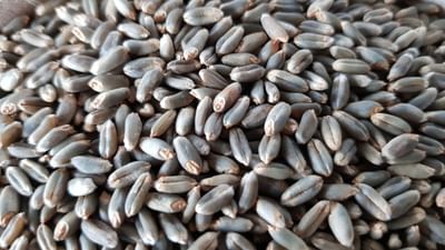 ડીયાબિટીસ માટે લાભકારી : કાળા ઘઉંમાં ગ્લાઈસેમિક ઈન્ડેક્સ ઓછો હોય છે, જે રક્તમાં શર્કરાનું માત્રાને નિયંત્રિત રાખવામાં મદદ કરે છે. 