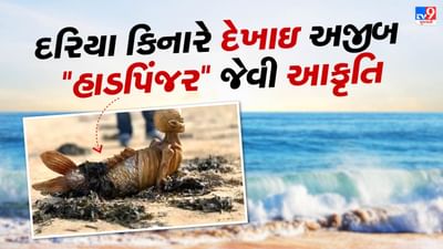 દરિયા કિનારેથી મળ્યો અજીબ જીવ, લોકોએ કહ્યુ આ જલપરી છે કે એલિયન
