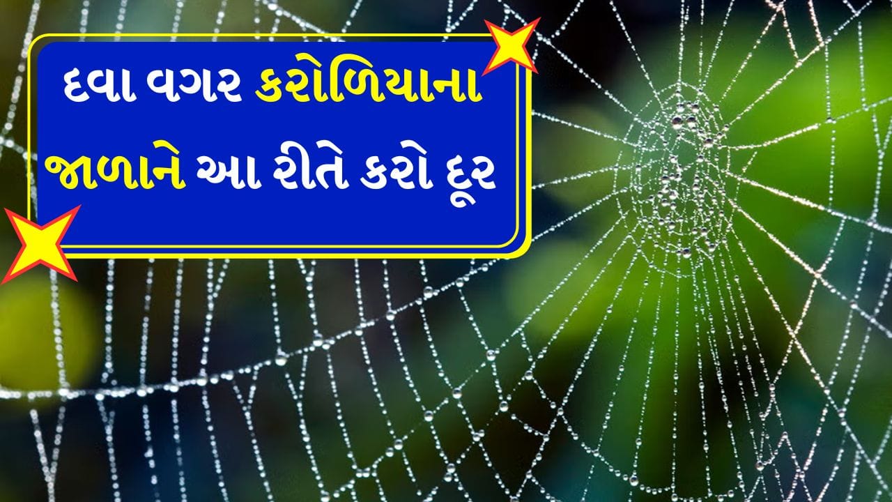 ઘરની દિવાલો, પંખા, બારીઓ, દરવાજા અને પલંગ નીચે પણ નિયમિત સફાઈ કરવી જરૂરી છે. આમ કરવાથી જંતુઓ ઘરની બહાર રહે છે. પરંતુ ઘણા ઘરોમાં સંપૂર્ણ સફાઈ કર્યા પછી પણ, કરોળિયા થોડા કલાકોમાં સ્વચ્છ જગ્યાએ પોતાના જાળા બનાવી લે છે. 
