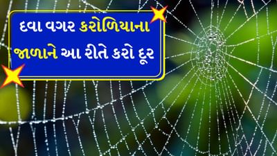 ઘરની દિવાલો, પંખા, બારીઓ, દરવાજા અને પલંગ નીચે પણ નિયમિત સફાઈ કરવી જરૂરી છે. આમ કરવાથી જંતુઓ ઘરની બહાર રહે છે. પરંતુ ઘણા ઘરોમાં સંપૂર્ણ સફાઈ કર્યા પછી પણ, કરોળિયા થોડા કલાકોમાં સ્વચ્છ જગ્યાએ પોતાના જાળા બનાવી લે છે.