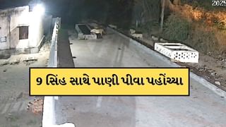 એક સાથે 9 સિંહ ગામમાં પાણી પીવા પહોંચ્યા