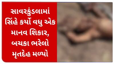 સિંહે શરુ કર્યા માનવ શિકાર ! હઠીલાની સીમમાંથી સાવજે બચકા ભરેલો મૃતદેહ મળ્યો, વન વિભાગ આવ્યુ હરકતમાં