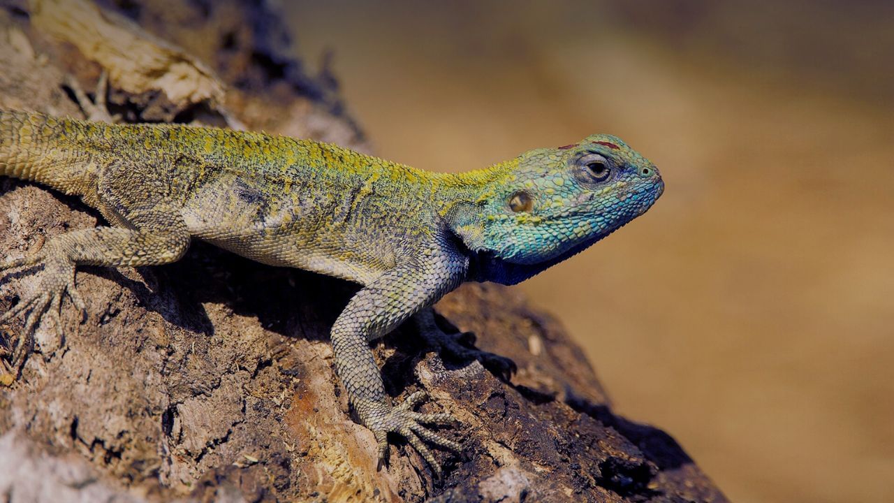 સ્વપ્નમાં ગરોળી જોવી: સ્વપ્ન શાસ્ત્ર અનુસાર, સ્વપ્નમાં ગરોળી જોવી શુભ માનવામાં આવે છે. એવું માનવામાં આવે છે કે ગરોળી જોવાનો અર્થ એ છે કે વ્યક્તિને ધન પ્રાપ્ત થશે.
