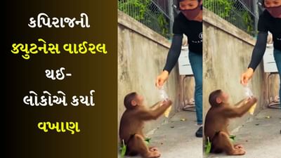 Cuteness Overloaded..! પોપકોર્ન મળતા વાનરે આ રીતે કહ્યું થેક્સ, Viral Video એ દિલ જીત્યું Cuteness Overloaded..! પોપકોર્ન મળતા વાનરે આ રીતે કહ્યું થેક્સ, Viral Video એ દિલ જીત્યું