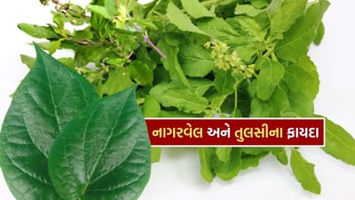નાગરવેલના પાન અને તુલસીના પાન ખાવાથી શરીરની રોગપ્રતિકારક શક્તિ વધે છે. આ પાંદડાઓમાં હાજર એન્ટી-ઓક્સિડન્ટ્સ અને વિટામિન્સ ચેપ અટકાવવામાં મદદ કરે છે.