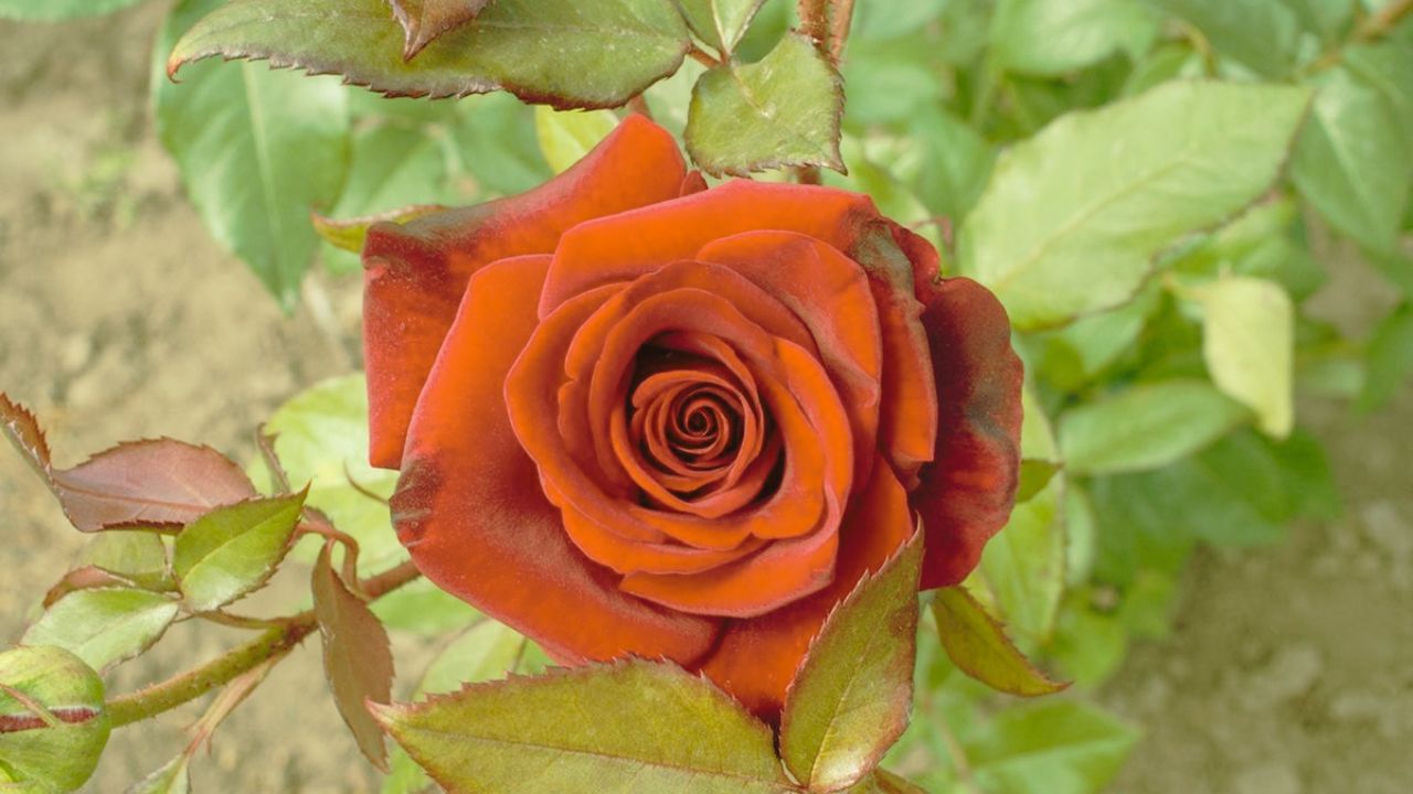 સ્વપ્નમાં ગુલાબનું ફૂલ જોવું: સ્વપ્ન શાસ્ત્ર અનુસાર સ્વપ્નમાં ગુલાબનું ફૂલ જોવાનો અર્થ એ છે કે તમારી એક મોટી ઈચ્છા ખૂબ જ ટૂંક સમયમાં પૂર્ણ થવા જઈ રહી છે. (All Images Symbolic) (Disclaimer - આ લેખમાં સમાવિષ્ટ કોઈપણ માહિતી/સામગ્રી/ગણતરીની ચોકસાઈ અથવા વિશ્વસનીયતાની ખાતરી આપવામાં આવતી નથી. આ માહિતી વિવિધ ધ્યમો/જ્યોતિષીઓ/ઉપદેશો/માન્યતાઓ/ધાર્મિક ગ્રંથોમાંથી એકત્રિત કરીને તમારા સુધી પહોંચાડવામાં આવી છે. અમારો ઉદ્દેશ્ય ફક્ત માહિતી પહોંચાડવાનો છે. વાંચકોએ તેને ફક્ત માહિતી તરીકે જ માનવી જોઈએ. આ ઉપરાંત તેના કોઈપણ ઉપયોગ માટે વાંચકો પોતે જવાબદાર રહેશે.)

