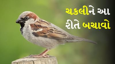 એક સમય હતો કે જ્યારે ચકલીની ચીં ચીંના અવાજથી લોકોની સવાર પડતી હતી. આ નાનકડી અને વ્હાલી ચકલીનો અવાજ આપણને સવાર થયાનો અહેસાસ કરાવતો. પરંતુ આજે આપણે ચકલીઓના આશિયાનાને વેરવિખેર  કરી દીધા છે અથવા એમ કહીએ કે માનવ જાતને ચકલીની કોઈ ફીકર જ નથી રહી. આપણા જેમ આ ચકલીઓના પણ ઘર હોય છે. આજે ચકલીનું અસ્તિત્વ અંધારામાં છે. 
