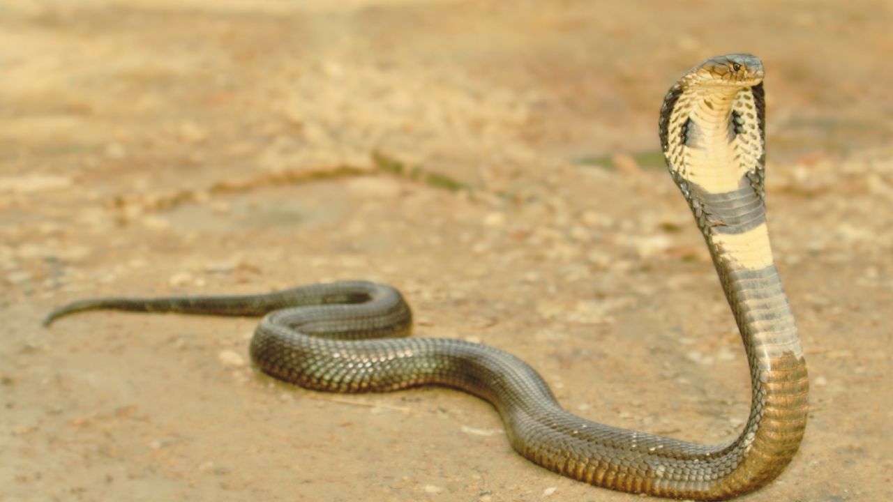 સ્વપ્નમાં સાપ જુઓ: સ્વપ્ન શાસ્ત્ર અનુસાર સ્વપ્નમાં સાપ જોવો પણ શુભ માનવામાં આવે છે. આ સ્વપ્ન સફળતાનો સંકેત આપે છે.
