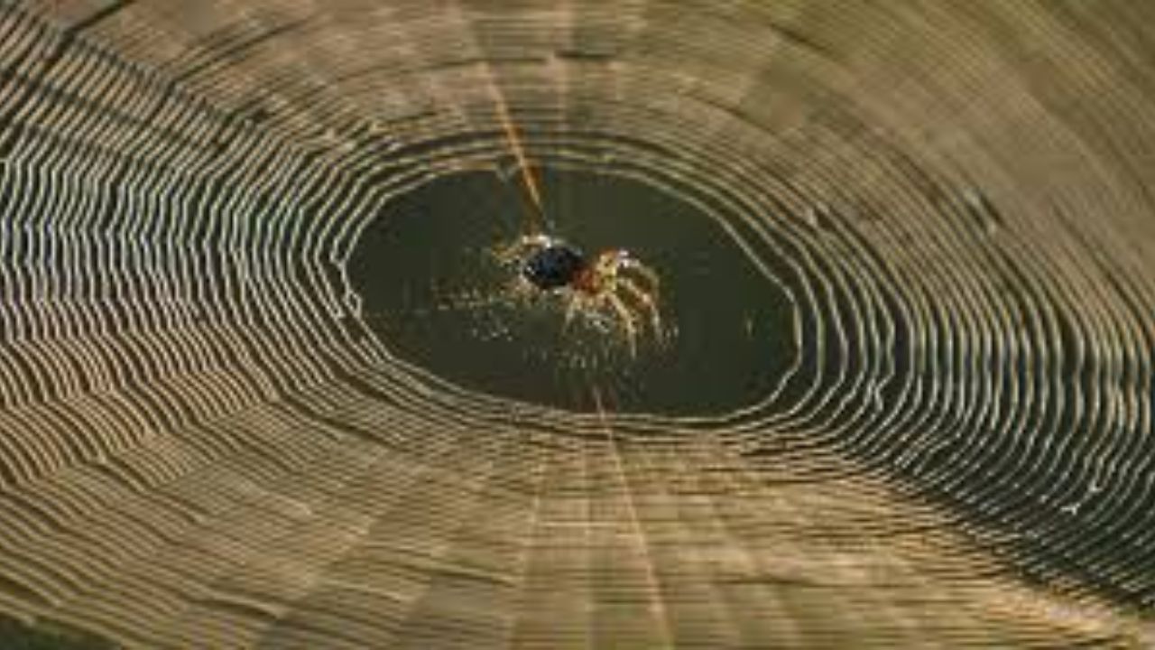 વિનેગર લસણ સ્પ્રે: એક કપ વિનેગર લો અને તેમાં લસણની બે થી ત્રણ કળી વાટેલી નાખો. હવે તેને સ્પ્રે બોટલમાં રેડો. કરોળિયાથી બચવા માટેનો તમારો સ્પ્રે તૈયાર છે. ઘરના તે ભાગોમાં જ્યાં કરોળિયાનો ઉપદ્રવ હોય ત્યાં આ સ્પ્રેનો ઉપયોગ કરો. થોડી જ વારમાં કરોળિયા ભાગી જશે અને ત્યાં ફરી જાળું દેખાશે નહીં.