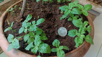 વાસ્તવમાં, તુલસીને સકારાત્મક ઉર્જાનું પ્રતીક માનવામાં આવે છે. આવી સ્થિતિમાં, તુલસીની માટીમાં સિક્કો રાખવાથી દેવાથી કૌટુંબિક મુશ્કેલીઓ ઓછી થઈ શકે છે અને ઘરમાં સુખ-શાંતિ જળવાઈ રહે છે.