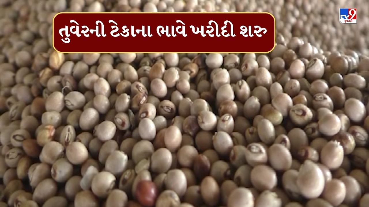 છોટાઉદેપુરમાં ટેકાના ભાવે તુવેરની ખરીદી શરુ, ખેડૂતોમાં ખુશીનો માહોલ, જુઓ Video
