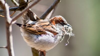 પ્રાચીન માન્યતાઓ કહે છે કે ઘરમાં ચકલી માળો બનાવે, તો તે માત્ર એક પ્રાકૃતિક ઘટના નથી, તે દિવ્ય સંકેત છે! શું તમે જાણો છો કે ચકલી માતા લક્ષ્મીનું પ્રતિક છે? તે જ્યાં વસે છે,ત્યાં ધનલક્ષ્મી અને શાંતિનો વાસ થાય છે. તો શું તમારા ઘરમાં પણ આ શુભ સંકેત આવ્યો છે? આવો, જાણીએ તેની પાછળના રહસ્યો! ( Credits: Getty Images )