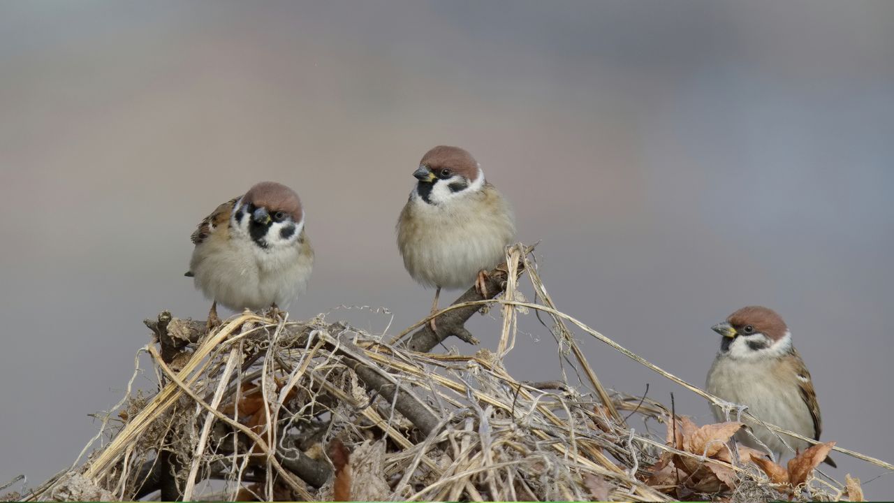 ચકલીનો માળો દૂર કરવો અત્યંત અશુભ માનવામાં આવે છે.જો તમે ચકલીનો માળો હટાવો, તો તે માતા લક્ષ્મીની નારાજગીનો સંકેત માનવામાં આવે છે.વાસ્તુ અનુસાર, માળો તોડી નાખવાથી ઘરમાં અશાંતિ અને નકારાત્મક ઉર્જા પ્રવેશી શકે.જો ચકલી ઘરમાં માળો બાંધે, તો તેને તેના સ્વાભાવિક રીતે રહેવા દો ( Credits: Getty Images )