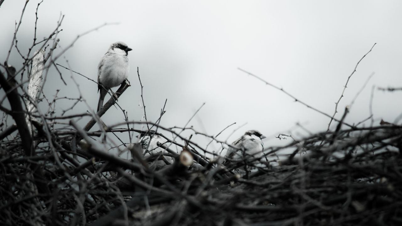 જો તમે ચકલી માટે માળો તૈયાર કરો છો તો તેના માટે તમે સૂકું ઘાસ, નરમ પાંદડાં,અને લાકડાંના નાના ટુકડાઓનો ઉપયોગ કરો અને પ્લાસ્ટિકનો ઉપયોગ ન કરો. ( નોંધ: અહી આપવામાં આવેલી જાણકારી ધાર્મિક આસ્થા ઓ અને લોક માન્યતાઓ આધારિત છે, જેનો કોઈ વૈજ્ઞાનિક આધાર નથી. સામાન્ય જનરૂચિને ધ્યાનમાં રાખીને આ લેખને અહી પ્રસ્તુત કરવામાં આવ્યો છે.)