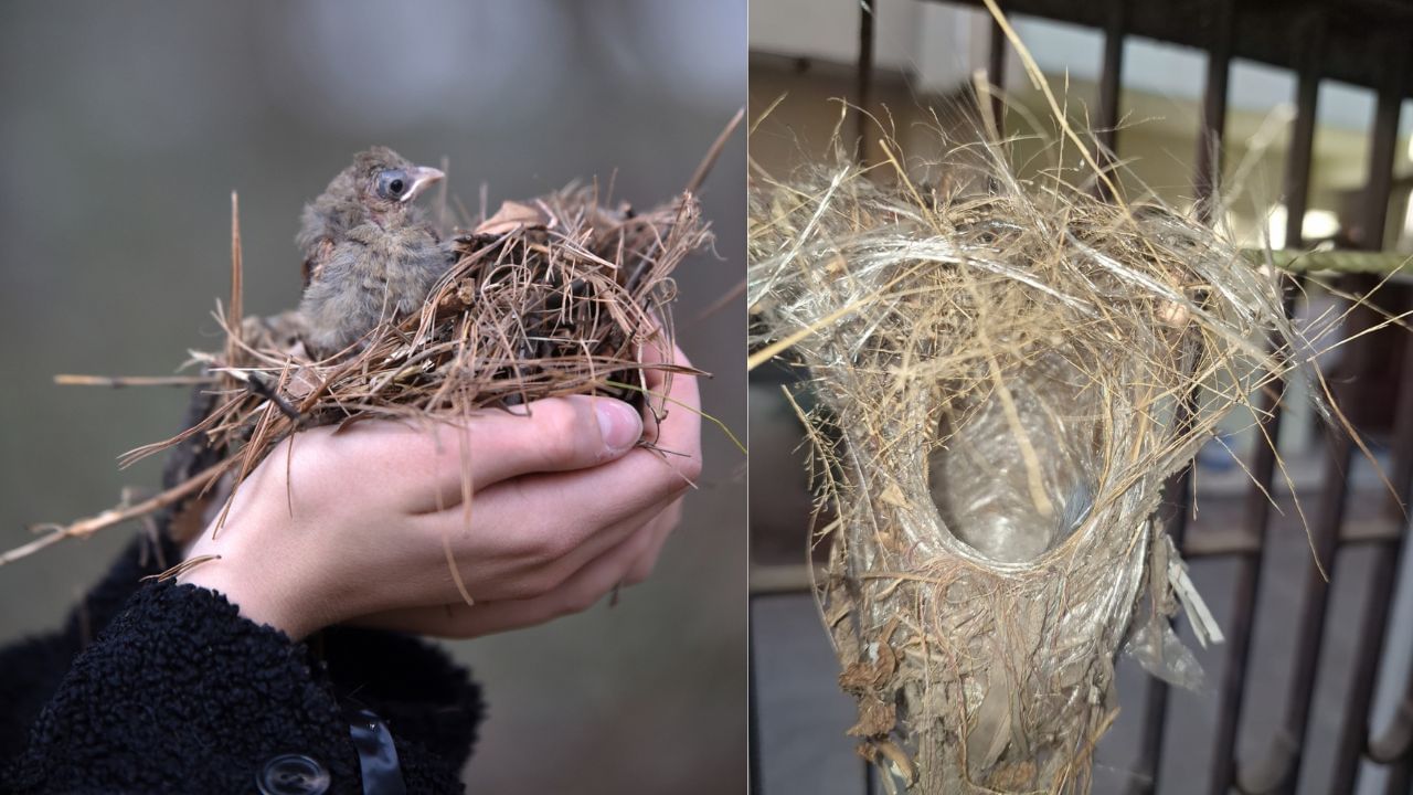 જો ચકલી ઘરમાં ઈંડા મૂકે અને ઈંડામાંથી બાળચકલી બહાર આવે, તો તેને અત્યંત શુભ માનવામાં આવે છે.ચકલી ઘરમાં રહેવાથી દુઃખ-ક્લેશ દૂર થાય છે. ( Credits: Getty Images )