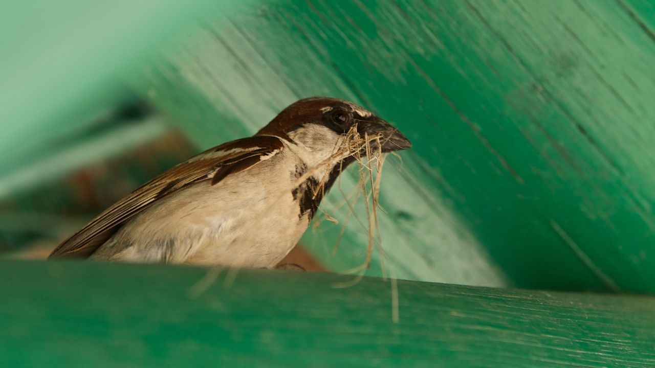 ચકલી માત્ર એક નાનકડું પંખી નથી, તે સૌભાગ્ય, શાંતિ અને સમૃદ્ધિનો સંદેશ લાવે છે. જો તે તમારા ઘરમાં માળો બાંધી રહી હોય, તો જાણો કે તમારા જીવનમાં એક નવો, સકારાત્મક અને દૈવી પ્રભાવ પ્રવેશી રહ્યો છે! ( Credits: Getty Images )