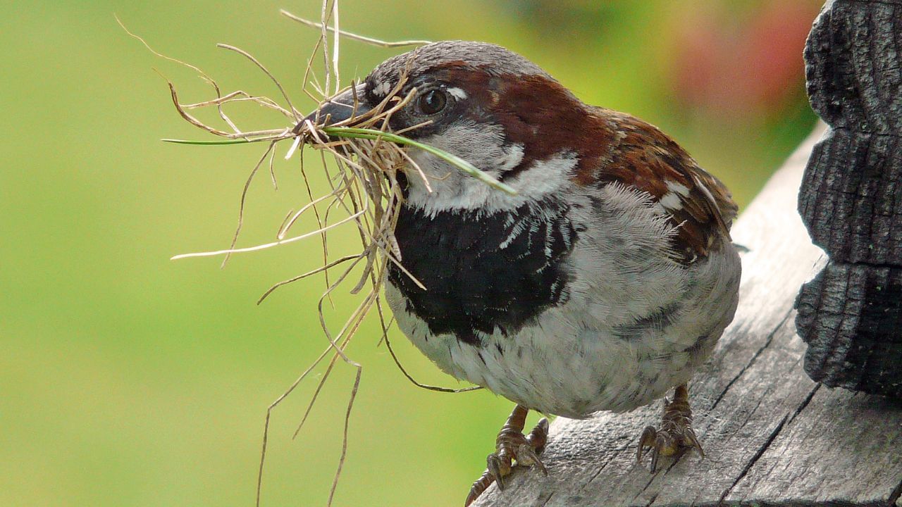 ચકલીનો માળો હોય ત્યાં કુદરતી હળવાશ અને શાંતિ રહે છે.તે ઘરના નકારાત્મક ઉર્જાને દૂર કરે છે અને સકારાત્મક ઉર્જા લાવે છે. ( Credits: Getty Images )