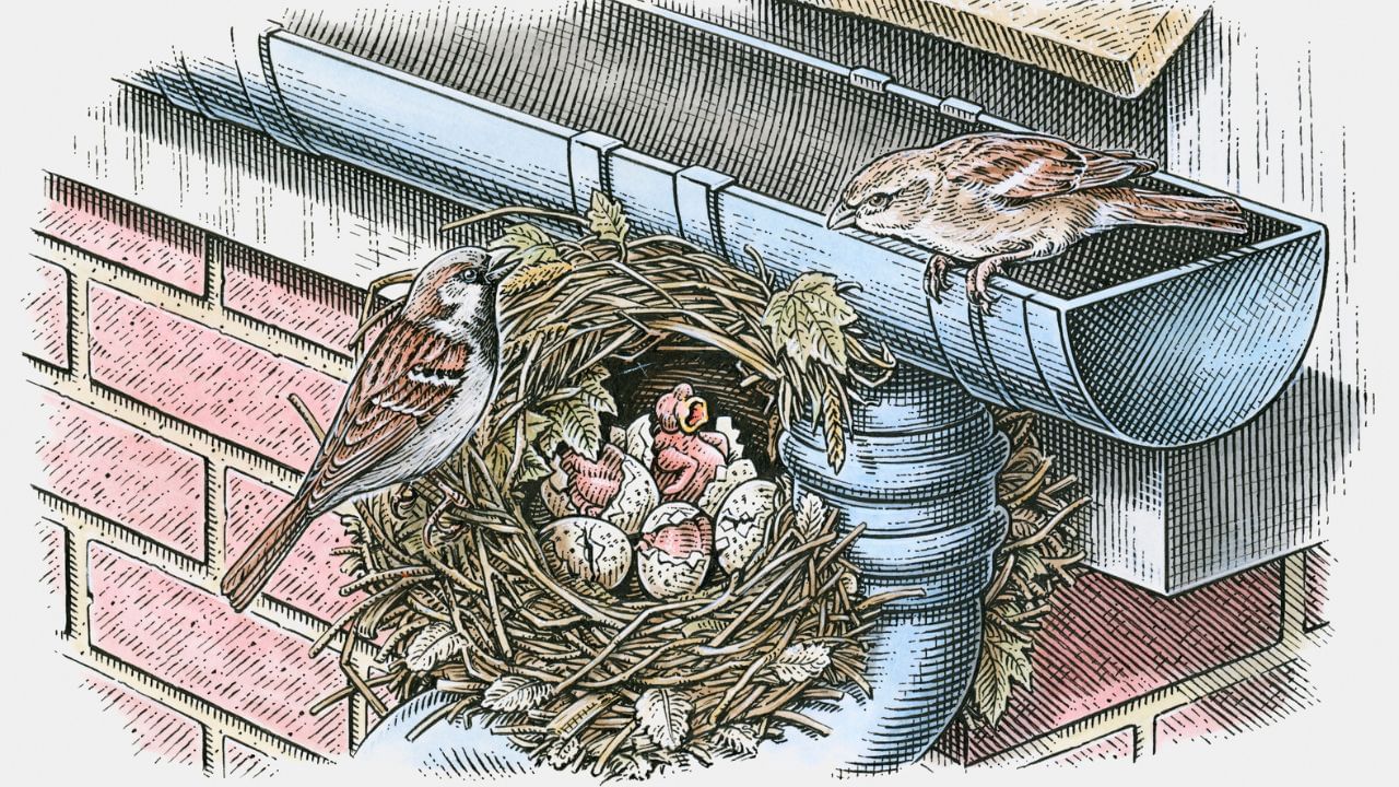 હિંદુ શાસ્ત્રો અને પુરાણોમાં પંખીઓને પવિત્ર માનવામાં આવ્યું છે. ચકલીનો માળો ઘરમાં સમૃદ્ધિ અને શાંતિ લાવતો સંકેત છે.કેટલાક ગ્રંથો અનુસાર, ચકલી માતા લક્ષ્મી સાથે સંકળાયેલી છે, એટલે કે તે ઘરમાં સુખ-સંપત્તિ લાવે છે. ( Credits: Getty Images )