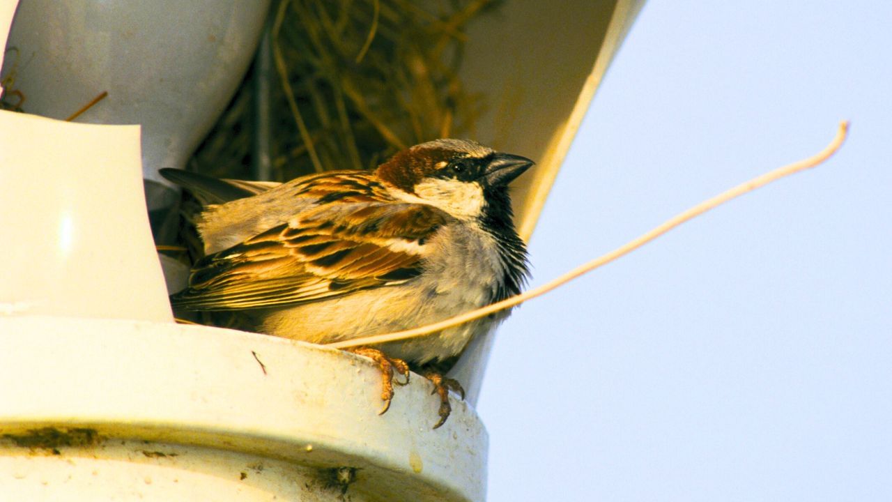 જો ચકલી ઘરમાં માળો બનાવે, તો તે ઘરના લોકો માટે નવી શરૂઆતનો સંકેત હોઈ શકે. બિઝનેસ અથવા નોકરીમાં વૃદ્ધિ થાય છે. ( Credits: Getty Images )