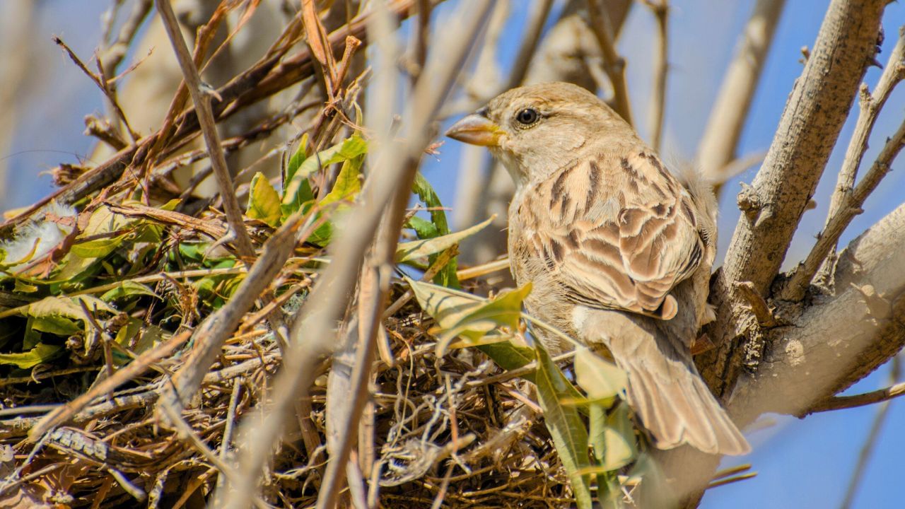 વાસ્તુમાં માનવામાં આવે છે કે ચકલી જ્યાં માળો બનાવે, ત્યાં પોઝિટિવ એનર્જી પ્રવેશ કરે છે.તે ઘરના લોકો માટે નવો આરંભ, વૃદ્ધિ, અને શાંતિનું પ્રતિક છે. ( Credits: Getty Images )