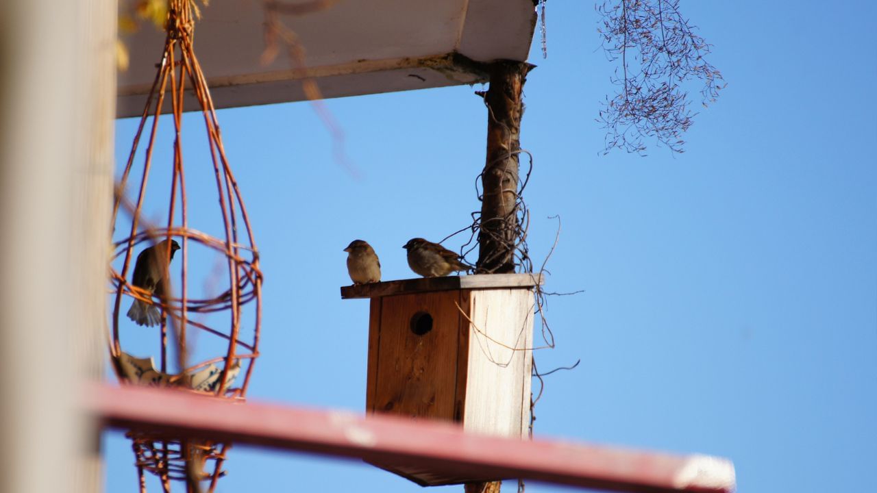 જો ચકલી ઘરમાં માળો બનાવે તો તે ઘર માટે શુભ સંકેત માનવામાં આવે છે, ચકલી ઘરમાં માળો બનાવે તે તમારી નાણાકીય સમૃદ્ધિ અને કાર્યક્ષેત્રમાં પ્રગતિ થાય છે. ( Credits: Getty Images )