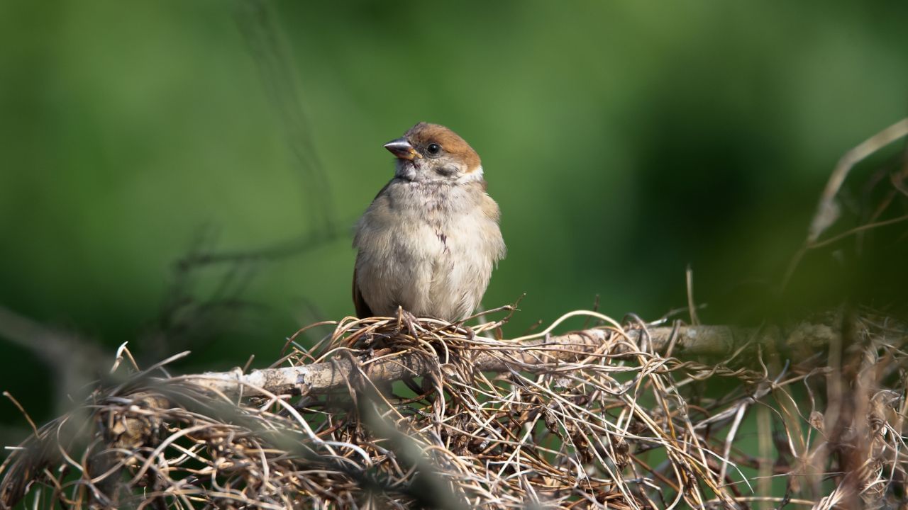 શાસ્ત્રો અનુસાર, જો કોઈ દંપતીને સંતાન પ્રાપ્તિમાં વિલંબ થઈ રહ્યો હોય અને તેમના ઘરમાં ચકલી માળો બનાવે, તો તેમને ટૂંક સમયમાં સારા સમાચાર મળે. ( Credits: Getty Images )