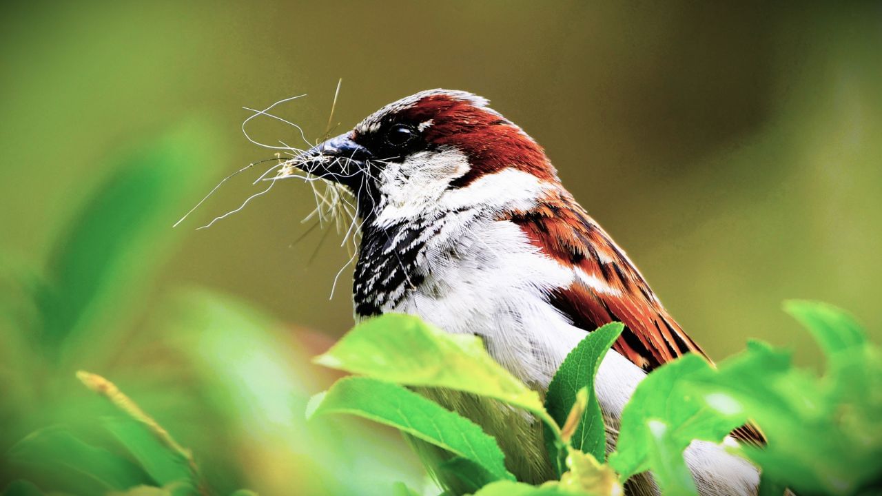 ચકલી કુટુંબપ્રેમ અને એકતાનું પ્રતિક છે. તેથી તે ઘરના લોકો વચ્ચે પ્રેમ અને સહકાર વધારવાનું કારણ બને છે. ( Credits: Getty Images )