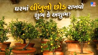 ઘરમાં લીંબુનો છોડ શુભ કે અશુભ ?