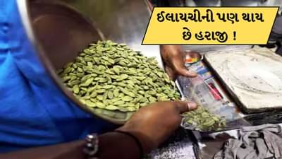 Cardamom Auction : વસ્તુની જેમ ઈલાયચીની પણ થાય છે હરાજી ? જુઓ-Video