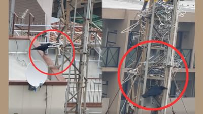 Trending : કાગડાની એક હજારથી વધુ સૂટ ખરીદવાની તૈયારી, ઢગલો હેંગર ભેગા કર્યા, જુઓ Video