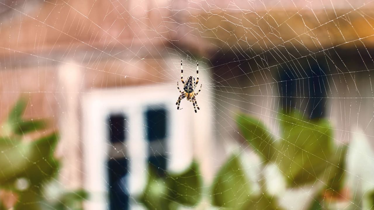 એટલું જ નહીં પલંગ નીચે રાખેલી વસ્તુઓ અને સૂટકેસ વગેરે કરોળિયાના જાળાને કારણે એટલી ગંદી થઈ જાય છે કે તેના પર ધૂળનો પડ જામવા લાગે છે. આનાથી પરિવારના સભ્યોમાં એલર્જી થાય છે. આવી સ્થિતિમાં જો તમે કરોળિયાના આતંકથી પરેશાન છો તો અહીં અમે તમને જણાવી રહ્યા છીએ કે તમે કેવી રીતે કરોળિયાને ઘરમાંથી હંમેશા માટે ભગાડી શકો છો.