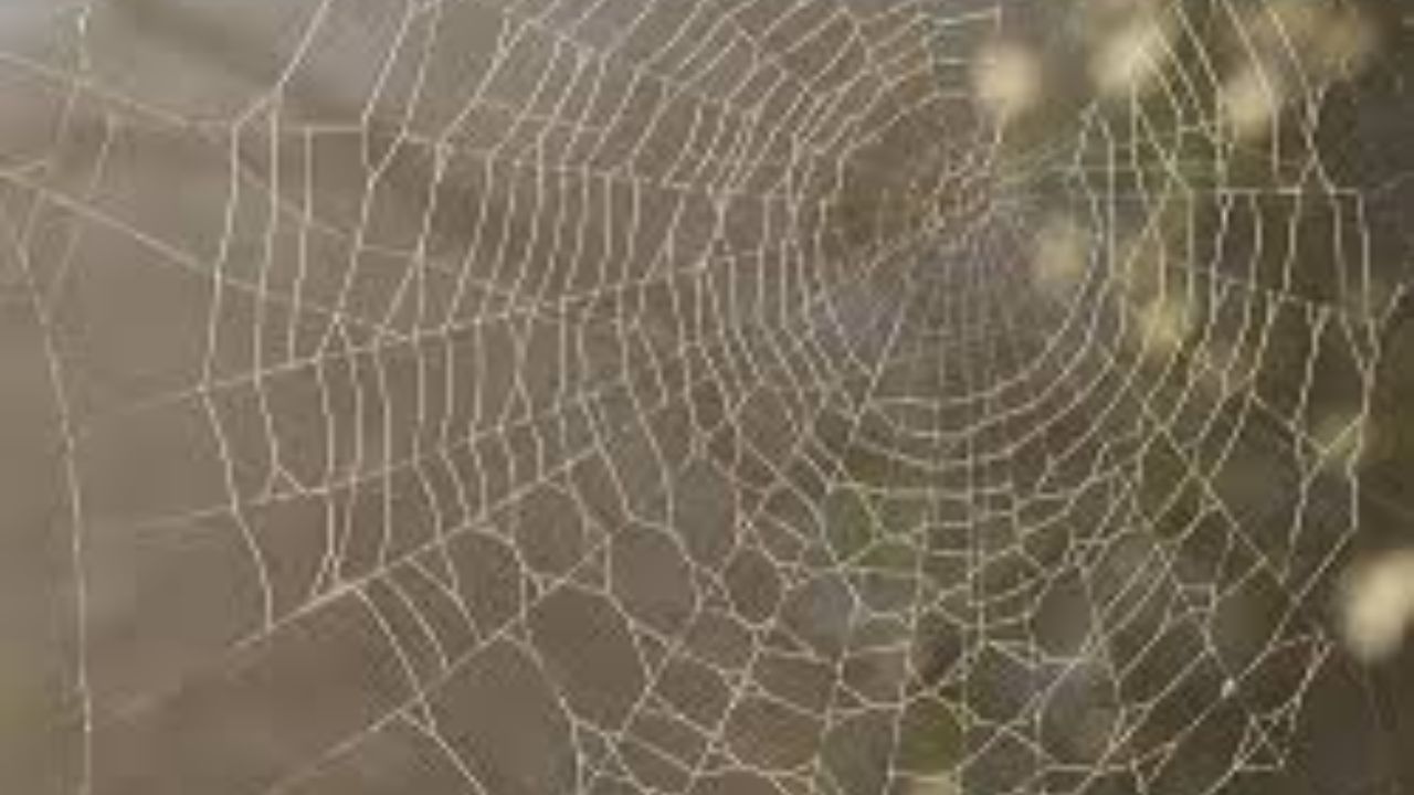 લવિંગ અને ફુદીનાનો સ્પ્રે: એક કપમાં પાણી લો અને તેમાં 7 થી 8 વાટેલા લવિંગ ઉમેરો. હવે તેમાં પીસેલા ફુદીનાની પેસ્ટ ઉમેરો અને તેને સારી રીતે મિક્સ કરો. આ પાણીને સ્પ્રે બોટલમાં રેડો. તેને જાળીવાળા વિસ્તારો પર સ્પ્રે કરો. તેની ગંધને કારણે કરોળિયા ત્યાં ફરી જોવા મળશે નહીં.