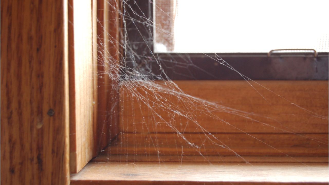 લીંબુ છાલનો સ્પ્રે: એક કપમાં હુંફાળું પાણી લો અને ઉપયોગ કર્યા પછી બચેલા લીંબુની છાલને પીસીને તેમાં ઉમેરો. હવે તમે આ પાણીનો ઉપયોગ કરોળિયા ભગાડનાર તરીકે કરી શકો છો. કરોળિયા જાળા બનાવે છે તે સ્થળોએ તમારે થોડા દિવસો સુધી દરરોજ તેનો છંટકાવ કરવો જોઈએ. 4 થી 5 ઉપયોગ પછી તમને તેમાંથી કાયમ માટે છુટકારો મળશે.