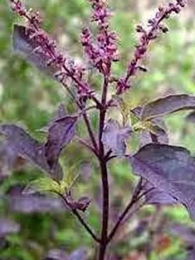 Tulsi: રામ કે શ્યામ તુલસી, ઘરમાં કઈ તુલસી રાખવાથી થાય છે આર્થિક લાભ? – Tv9 Gujarati