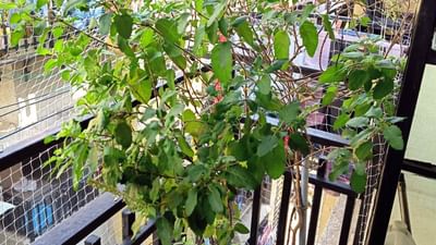 જો તમે 10 દિવસ સુધી ખાલી પેટે તુલસીનું સેવન કરો છો, તો તમને ઘણા જબરદસ્ત ફાયદા મળી શકે છે. ચાલો જાણીએ કે ખાલી પેટે રોજ તુલસી ખાવાથી તમારા શરીરમાં કયા ફેરફારો થાય છે.