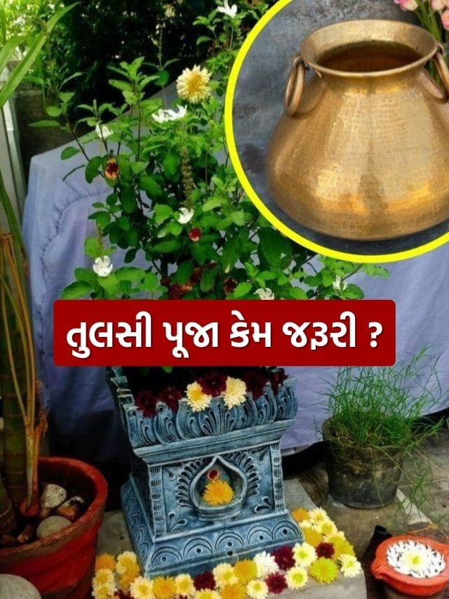 Vastu Tips : દરેક ઘરમાં તુલસીની પૂજા શા માટે જરૂરી માનવામાં આવે છે?